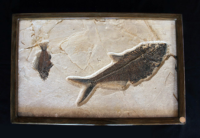 額装含め横幅71センチ!希少なオールドコレクション!博物館級古代魚ディプロミスタスとプリスカカラ。引き継いでいただける次のオーナーを募集します。(その19)