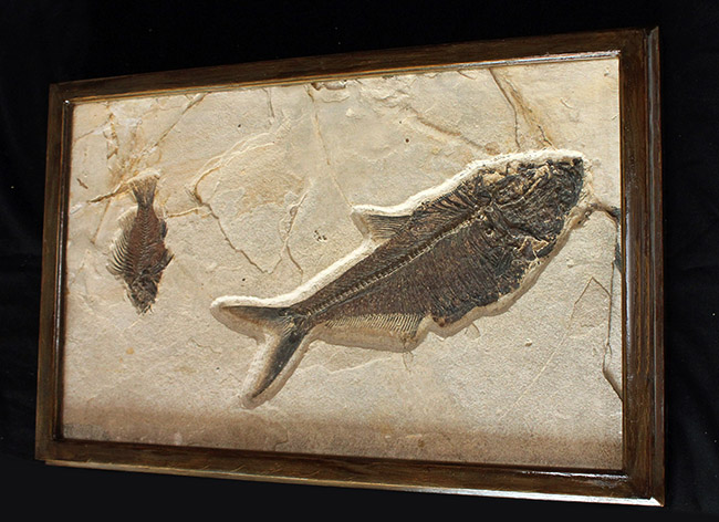 額装含め横幅71センチ!希少なオールドコレクション!博物館級古代魚ディプロミスタスとプリスカカラ。引き継いでいただける次のオーナーを募集します。(その2)
