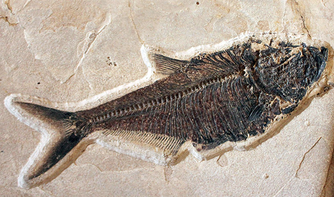 額装含め横幅71センチ!希少なオールドコレクション!博物館級古代魚ディプロミスタスとプリスカカラ。引き継いでいただける次のオーナーを募集します。(その4)