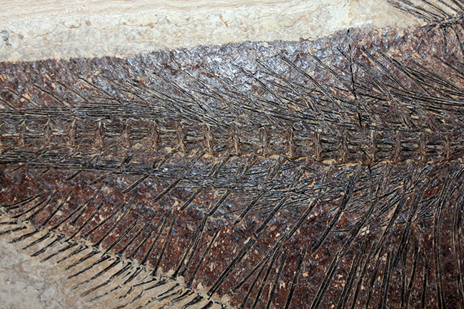 額装含め横幅71センチ!希少なオールドコレクション!博物館級古代魚ディプロミスタスとプリスカカラ。引き継いでいただける次のオーナーを募集します。(その6)