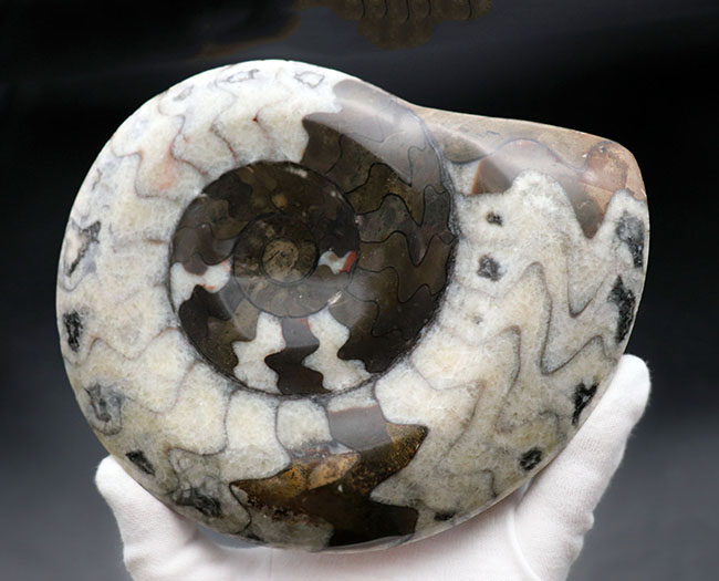 直径最大部１６５ミリのビッグサイズ！茶と白のツートンが楽しい、ゴニアタイト（Goniatite）の化石（その4）