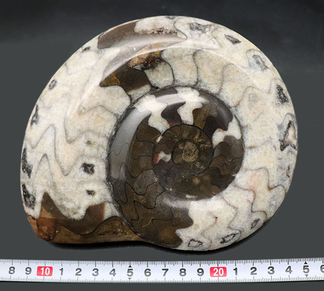 直径最大部165ミリのビッグサイズ!茶と白のツートンが楽しい、ゴニアタイト(Goniatite)の化石(その8)
