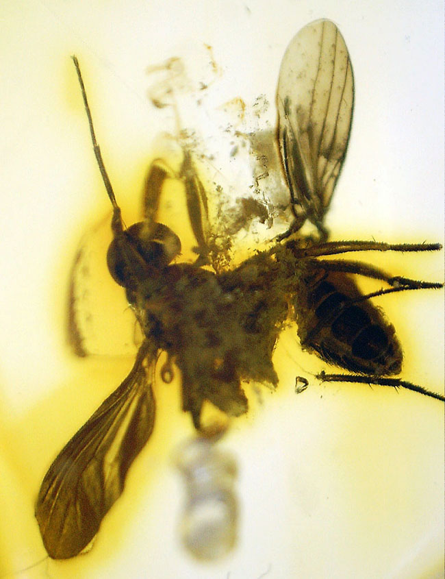 リトアニアンゴールド！４０００万年前のアシナガバエ科の虫を内包した、バルティックアンバー（Amber）（その1）