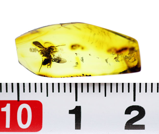 リトアニアンゴールド！４０００万年前のアシナガバエ科の虫を内包した、バルティックアンバー（Amber）（その10）