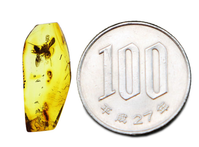 リトアニアンゴールド！４０００万年前のアシナガバエ科の虫を内包した、バルティックアンバー（Amber）（その11）