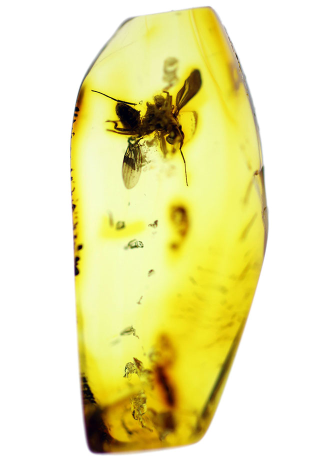 リトアニアンゴールド！４０００万年前のアシナガバエ科の虫を内包した、バルティックアンバー（Amber）（その2）