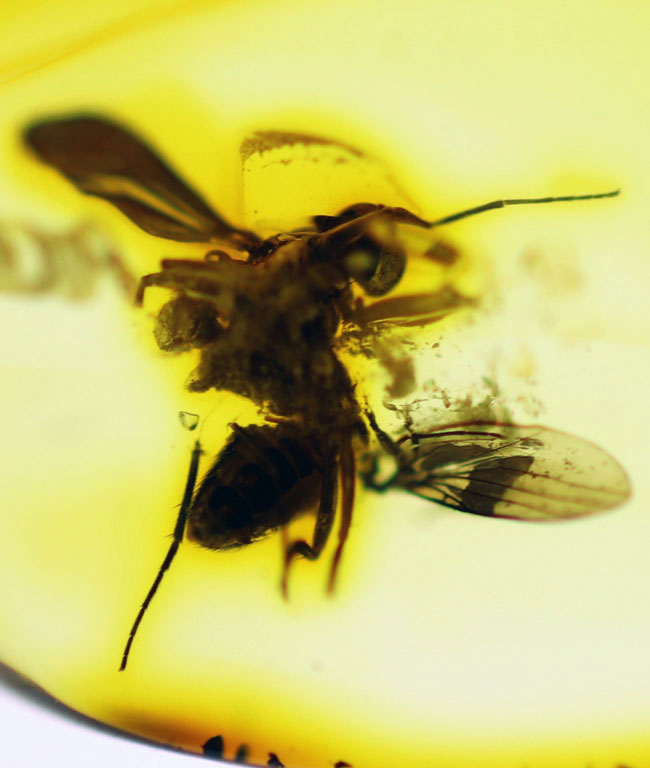 リトアニアンゴールド！４０００万年前のアシナガバエ科の虫を内包した、バルティックアンバー（Amber）（その3）