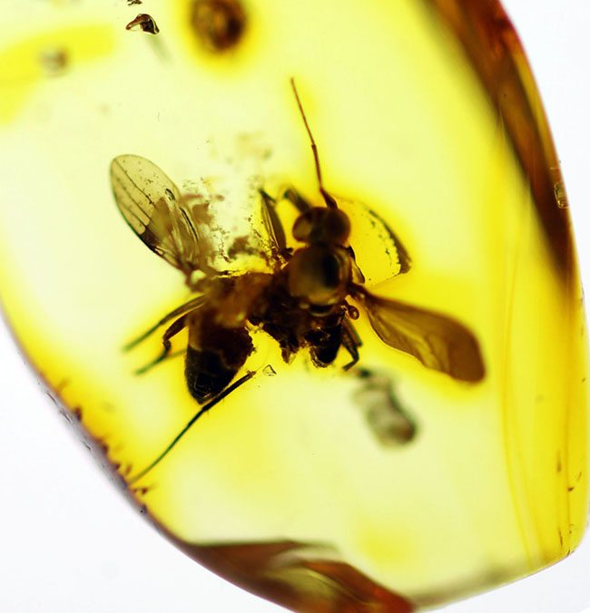 リトアニアンゴールド！４０００万年前のアシナガバエ科の虫を内包した、バルティックアンバー（Amber）（その4）