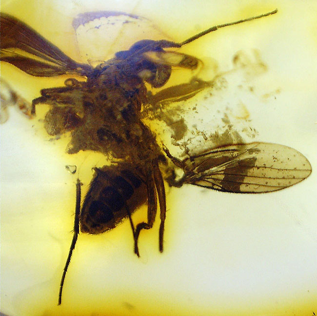 リトアニアンゴールド！４０００万年前のアシナガバエ科の虫を内包した、バルティックアンバー（Amber）（その5）
