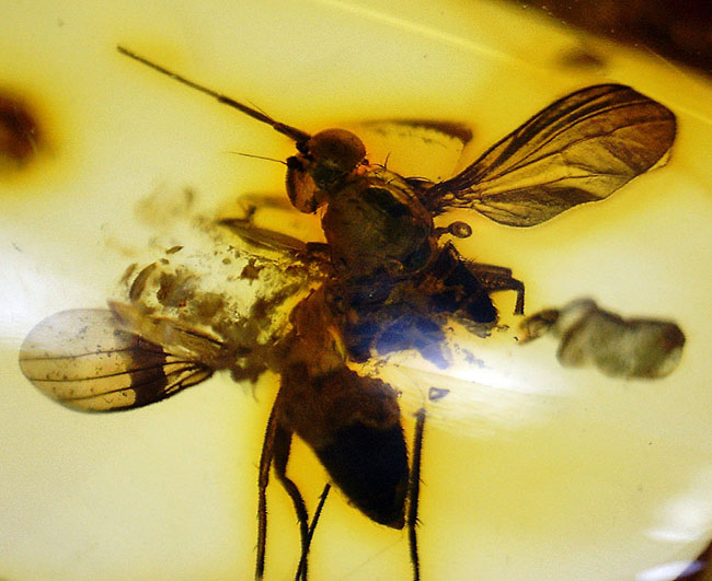 リトアニアンゴールド！４０００万年前のアシナガバエ科の虫を内包した、バルティックアンバー（Amber）（その6）