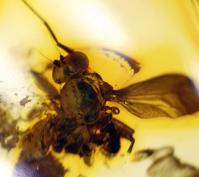 リトアニアンゴールド！４０００万年前のアシナガバエ科の虫を内包した、バルティックアンバー（Amber）（その7）
