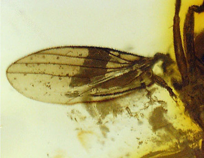 リトアニアンゴールド！４０００万年前のアシナガバエ科の虫を内包した、バルティックアンバー（Amber）（その8）