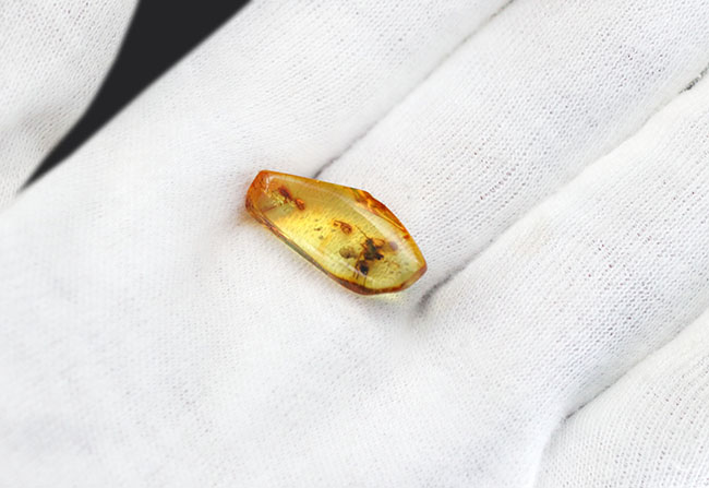 リトアニアンゴールド！４０００万年前のアシナガバエ科の虫を内包した、バルティックアンバー（Amber）（その9）