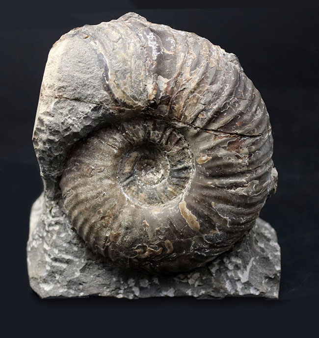 北海道産！肋（ろく）が明瞭に保存された白亜紀チューロニアンのアンモナイト、メゾプゾシアの化石（その1）