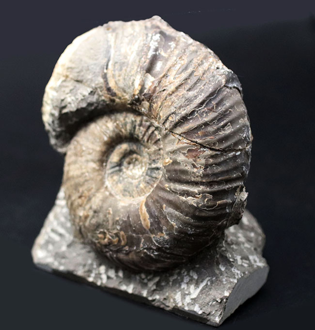 北海道産！肋（ろく）が明瞭に保存された白亜紀チューロニアンのアンモナイト、メゾプゾシアの化石
