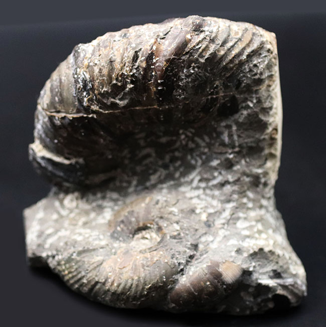 北海道産！肋（ろく）が明瞭に保存された白亜紀チューロニアンのアンモナイト、メゾプゾシアの化石（その3）