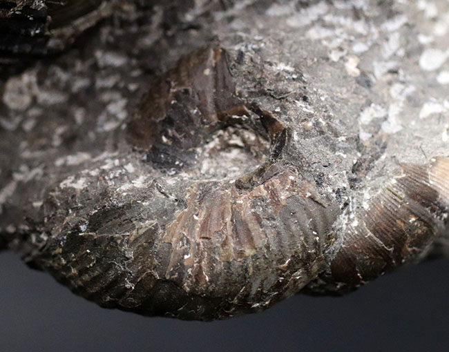 北海道産！肋（ろく）が明瞭に保存された白亜紀チューロニアンのアンモナイト、メゾプゾシアの化石（その4）