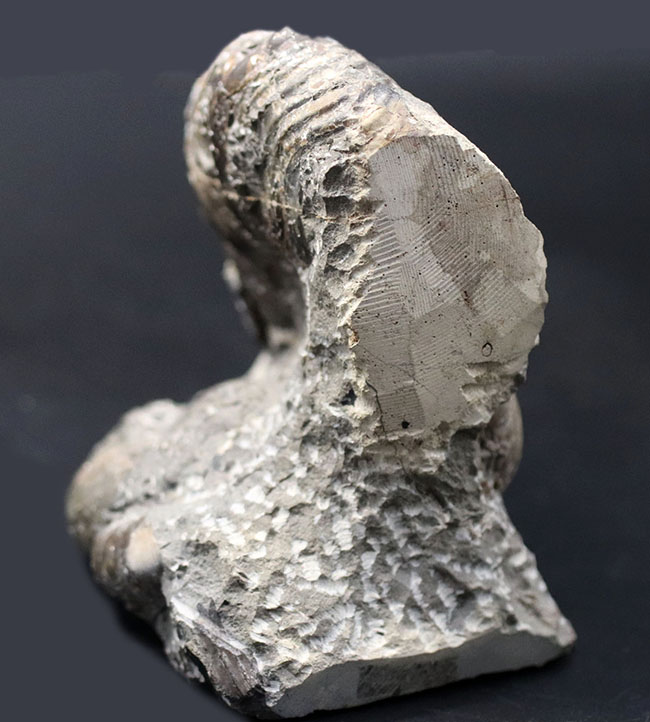 北海道産！肋（ろく）が明瞭に保存された白亜紀チューロニアンのアンモナイト、メゾプゾシアの化石（その5）