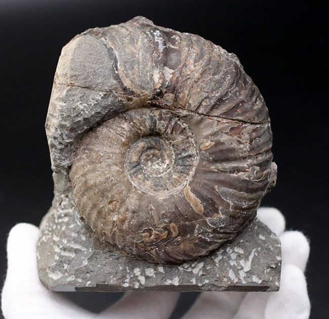 北海道産！肋（ろく）が明瞭に保存された白亜紀チューロニアンのアンモナイト、メゾプゾシアの化石（その6）