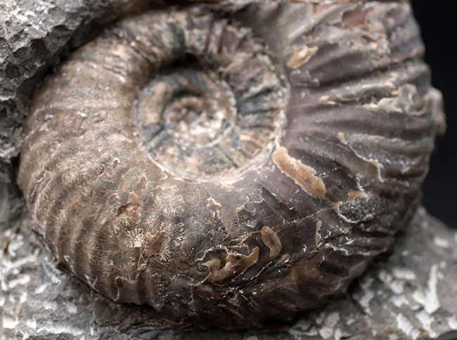 北海道産！肋（ろく）が明瞭に保存された白亜紀チューロニアンのアンモナイト、メゾプゾシアの化石（その7）