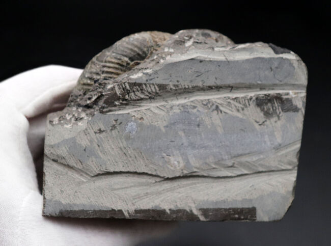 北海道産！肋（ろく）が明瞭に保存された白亜紀チューロニアンのアンモナイト、メゾプゾシアの化石（その8）