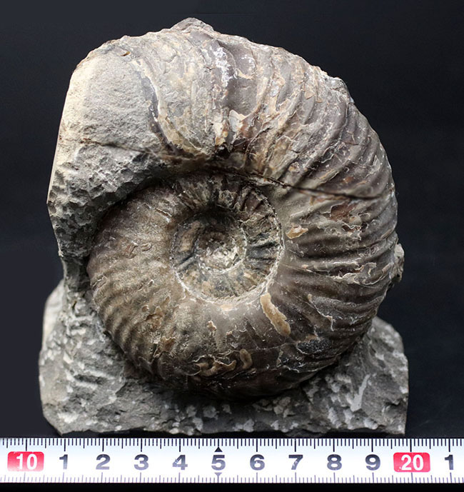 北海道産！肋（ろく）が明瞭に保存された白亜紀チューロニアンのアンモナイト、メゾプゾシアの化石（その9）