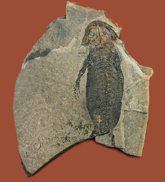 サンショウウオの祖先、ドイツ産、古生代ペルム紀の淡水に棲息していた両生類アパテオン（Apateon sp.）の化石。最高峰の標本の一つ。（その1）