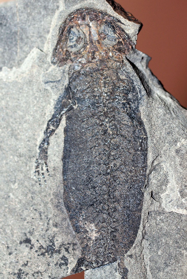 サンショウウオの祖先、ドイツ産、古生代ペルム紀の淡水に棲息していた両生類アパテオン（Apateon sp.）の化石。最高峰の標本の一つ。（その2）