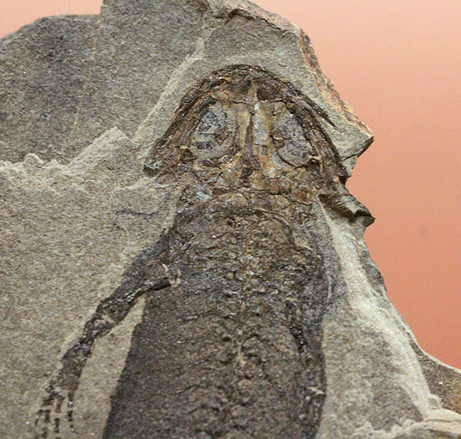 サンショウウオの祖先、ドイツ産、古生代ペルム紀の淡水に棲息していた両生類アパテオン（Apateon sp.）の化石。最高峰の標本の一つ。（その3）