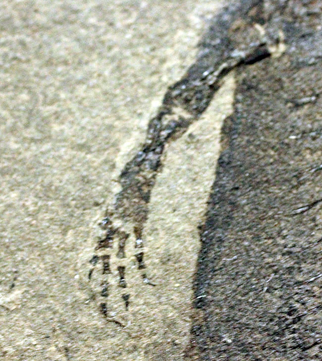 サンショウウオの祖先、ドイツ産、古生代ペルム紀の淡水に棲息していた両生類アパテオン（Apateon sp.）の化石。最高峰の標本の一つ。（その4）