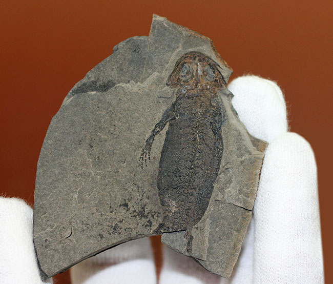 サンショウウオの祖先、ドイツ産、古生代ペルム紀の淡水に棲息していた両生類アパテオン（Apateon sp.）の化石。最高峰の標本の一つ。（その5）