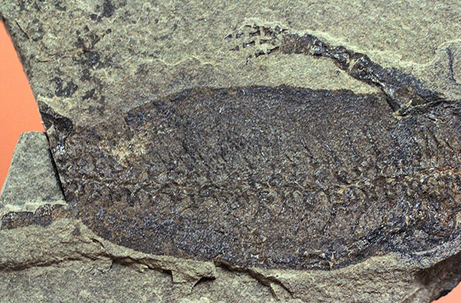 サンショウウオの祖先、ドイツ産、古生代ペルム紀の淡水に棲息していた両生類アパテオン（Apateon sp.）の化石。最高峰の標本の一つ。（その6）