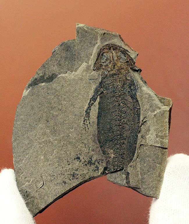 サンショウウオの祖先、ドイツ産、古生代ペルム紀の淡水に棲息していた両生類アパテオン(Apateon sp.)の化石。最高峰の標本の一つ。(その8)