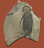 サンショウウオの祖先、ドイツ産、古生代ペルム紀の淡水に棲息していた両生類アパテオン（Apateon sp.）の化石。最高峰の標本の一つ。