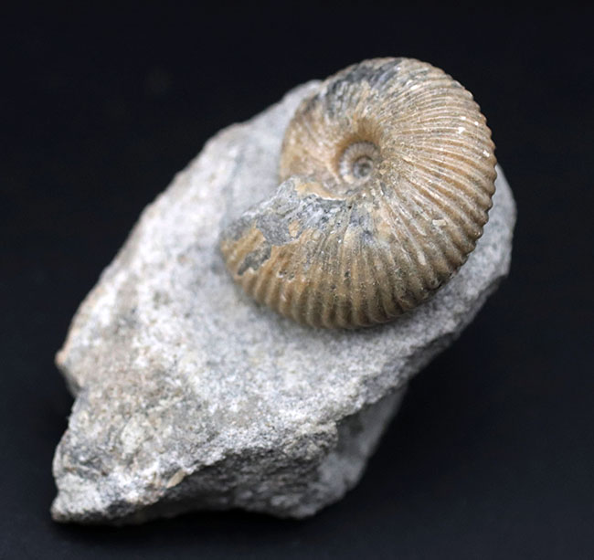 イングランド産の珍しいアンモナイト、ケプレリテス（Kepplerites）の上質の化石（その3）