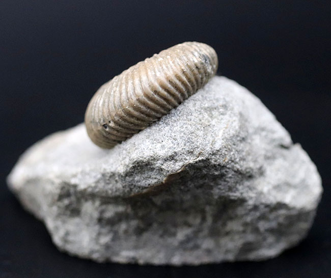 イングランド産の珍しいアンモナイト、ケプレリテス（Kepplerites）の