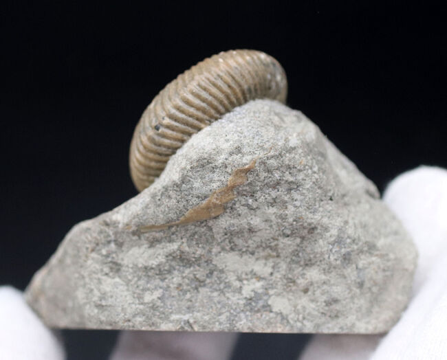 イングランド産の珍しいアンモナイト、ケプレリテス（Kepplerites）の上質の化石（その6）