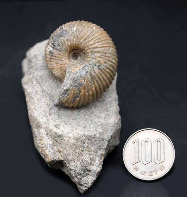 イングランド産の珍しいアンモナイト、ケプレリテス（Kepplerites）の上質の化石（その9）