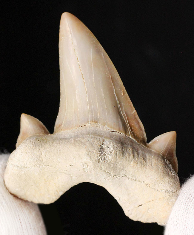 副歯も完全保存、新生代の一時期の海を制していた頂点捕食者、古代鮫オトダス（Otodus obliquus）の歯化石（その1）