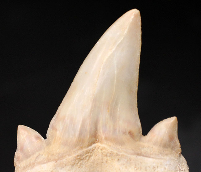 副歯も完全保存、新生代の一時期の海を制していた頂点捕食者、古代鮫オトダス（Otodus obliquus）の歯化石（その2）