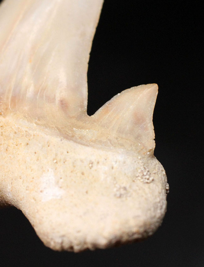 副歯も完全保存、新生代の一時期の海を制していた頂点捕食者、古代鮫オトダス（Otodus obliquus）の歯化石（その3）