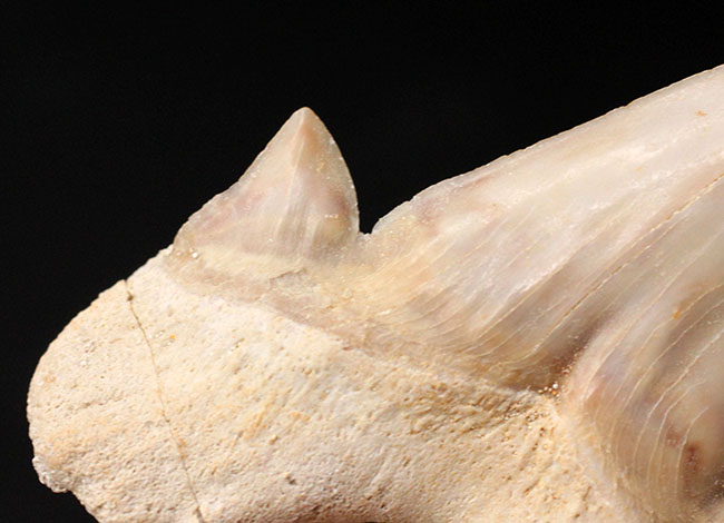副歯も完全保存、新生代の一時期の海を制していた頂点捕食者、古代鮫オトダス（Otodus obliquus）の歯化石（その4）
