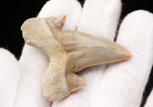 副歯も完全保存、新生代の一時期の海を制していた頂点捕食者、古代鮫オトダス(Otodus obliquus)の歯化石(その5)
