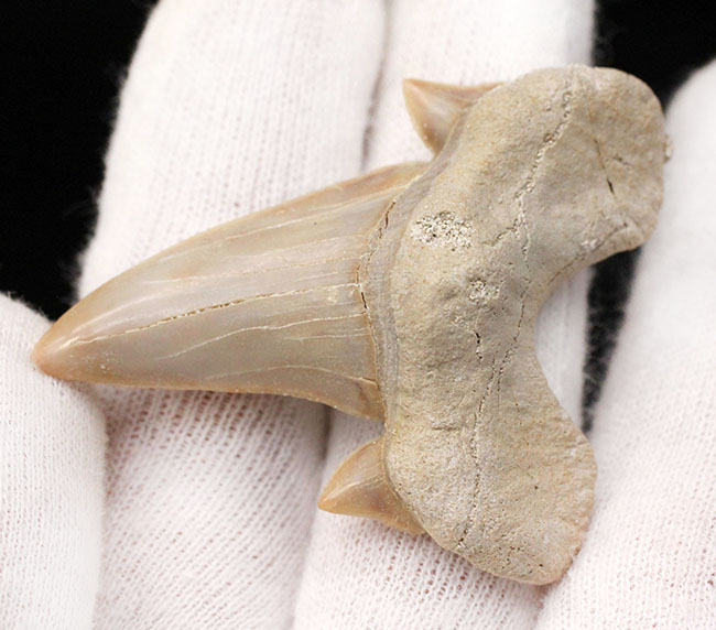 副歯も完全保存、新生代の一時期の海を制していた頂点捕食者、古代鮫オトダス（Otodus obliquus）の歯化石（その6）