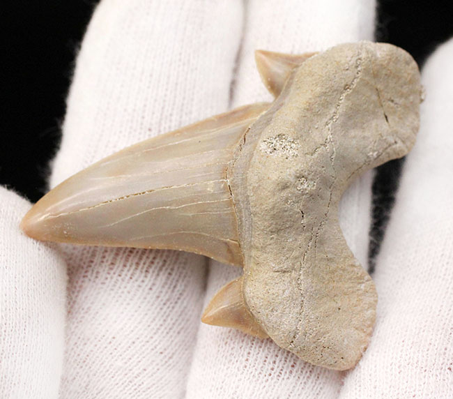 副歯も完全保存、新生代の一時期の海を制していた頂点捕食者、古代鮫オトダス(Otodus obliquus)の歯化石(その6)