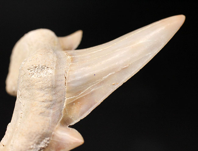 副歯も完全保存、新生代の一時期の海を制していた頂点捕食者、古代鮫オトダス（Otodus obliquus）の歯化石（その7）