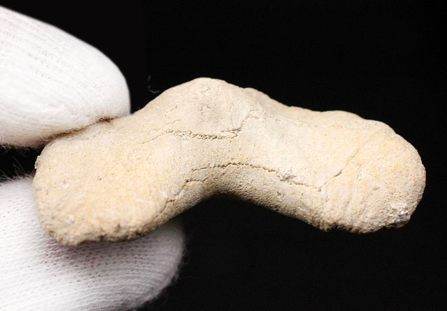 副歯も完全保存、新生代の一時期の海を制していた頂点捕食者、古代鮫オトダス（Otodus obliquus）の歯化石（その8）
