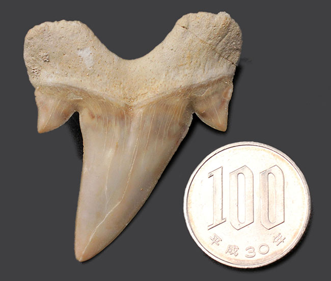 副歯も完全保存、新生代の一時期の海を制していた頂点捕食者、古代鮫オトダス（Otodus obliquus）の歯化石（その9）