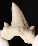 副歯も完全保存、新生代の一時期の海を制していた頂点捕食者、古代鮫オトダス（Otodus obliquus）の歯化石