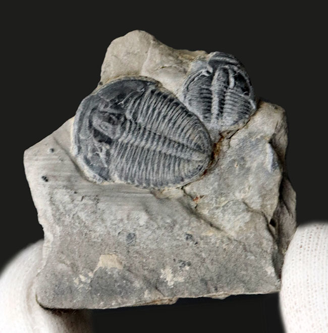 最も有名な三葉虫の一つ、米国ユタ州産三葉虫、エルラシア・キンギのマルチ標本(その1)